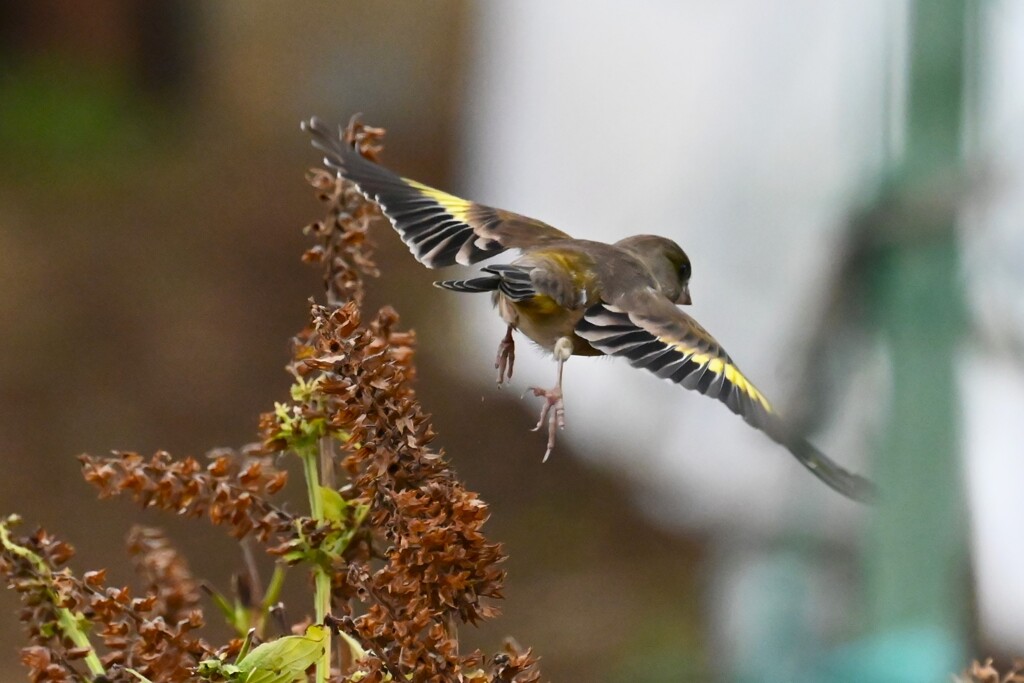 菜園・カワラヒワ飛び出し