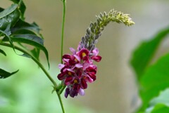K川・クズの花