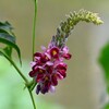 K川・クズの花