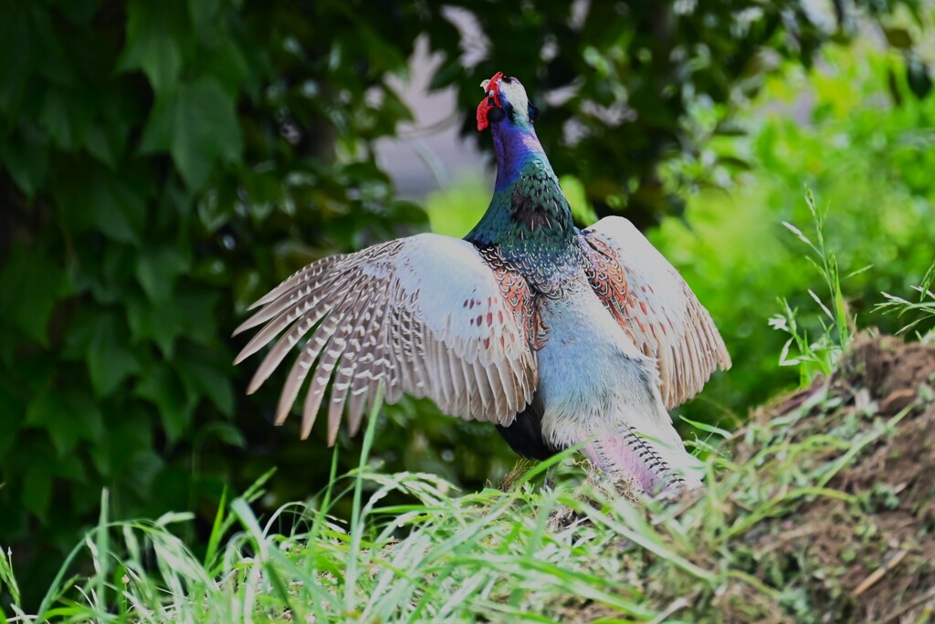 菜園・キジ♂一回目のホロ打ち