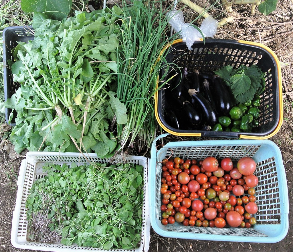 2017.9.30.菜園収獲