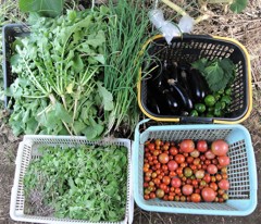2017.9.30.菜園収獲