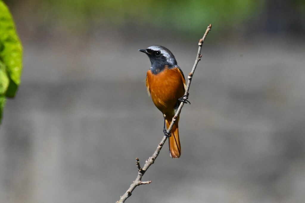 K川・今季初見ジョウビタキ♂ 