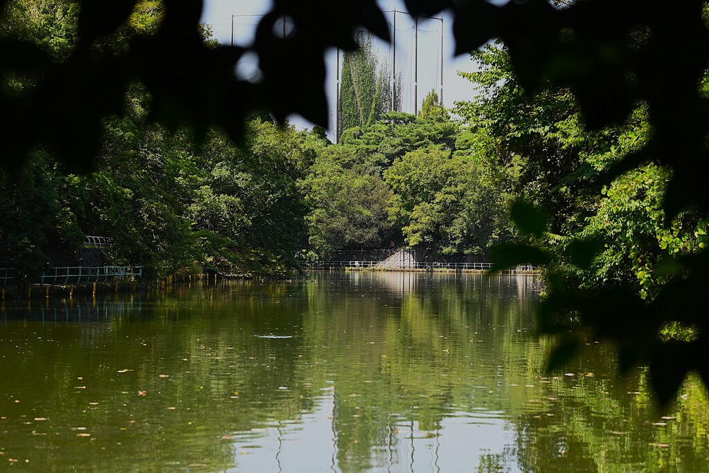都内公園・風のない猛暑の陽の下で・・