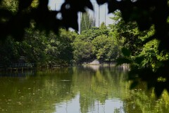 都内公園・風のない猛暑の陽の下で・・