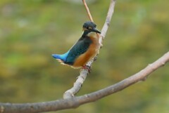 K川・カワセミ♂若 