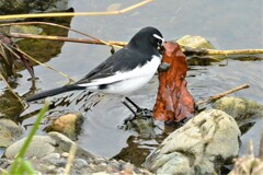 タニシの付いた枯葉をくわえ・・(セグロセキレイ)