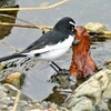 タニシの付いた枯葉をくわえ・・(セグロセキレイ)