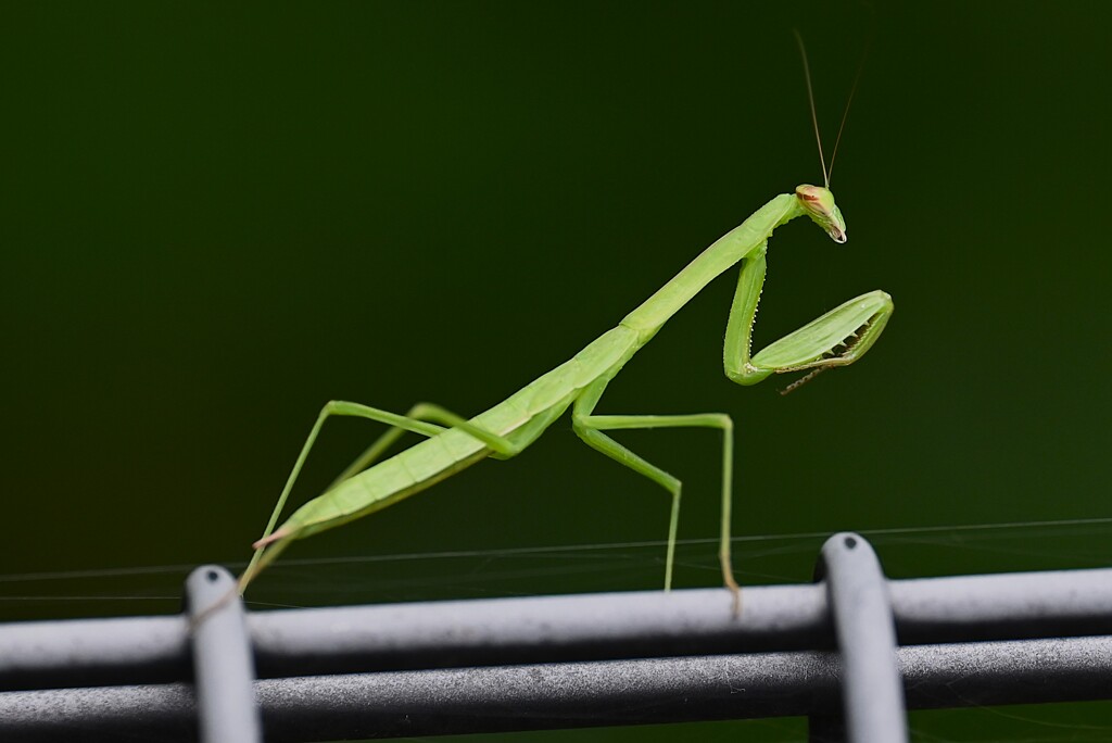 K川・フェンスの上にオオカマキリの赤ちゃん