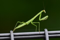 K川・フェンスの上にオオカマキリの赤ちゃん
