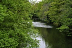 新緑の公園