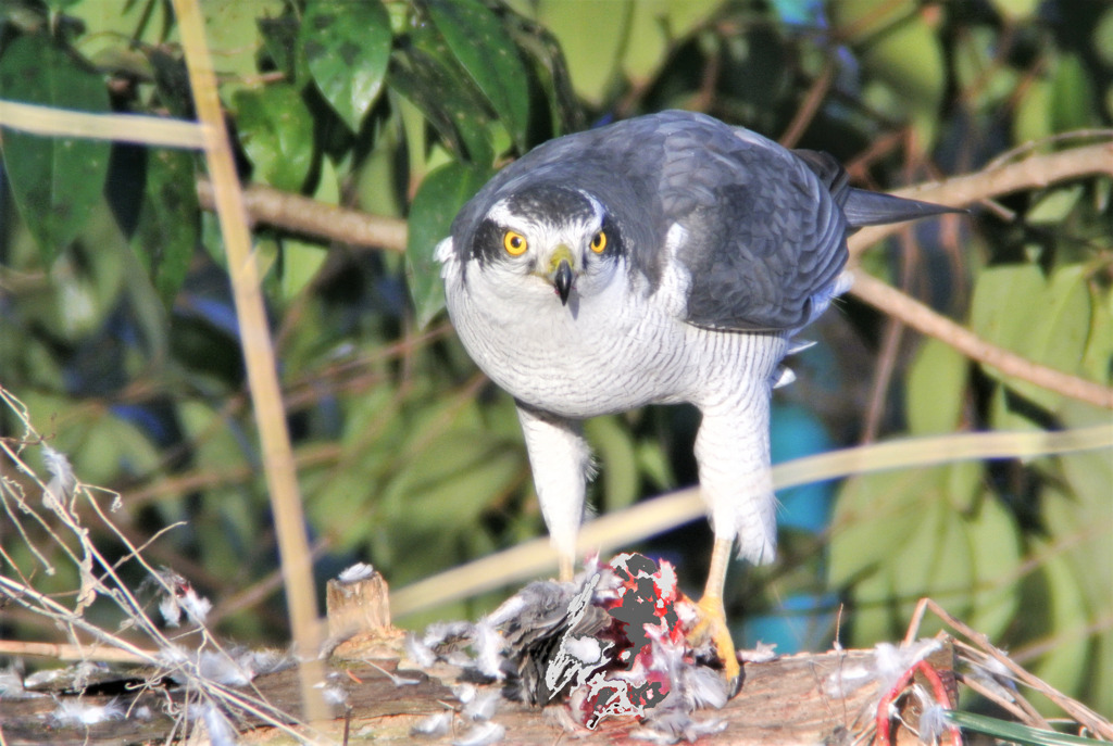 オオタカ、キジバトを食べる(閲覧は自己責任にゆだねる)