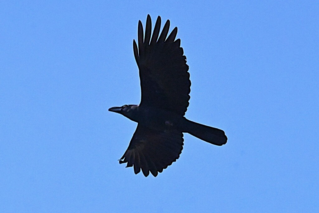 K川上空・ハシボソガラス飛翔