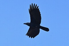K川上空・ハシボソガラス飛翔