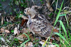 都内S川・タシギに続き初見初撮りのヤマシギ 