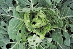 虫食いだらけのキャベツ