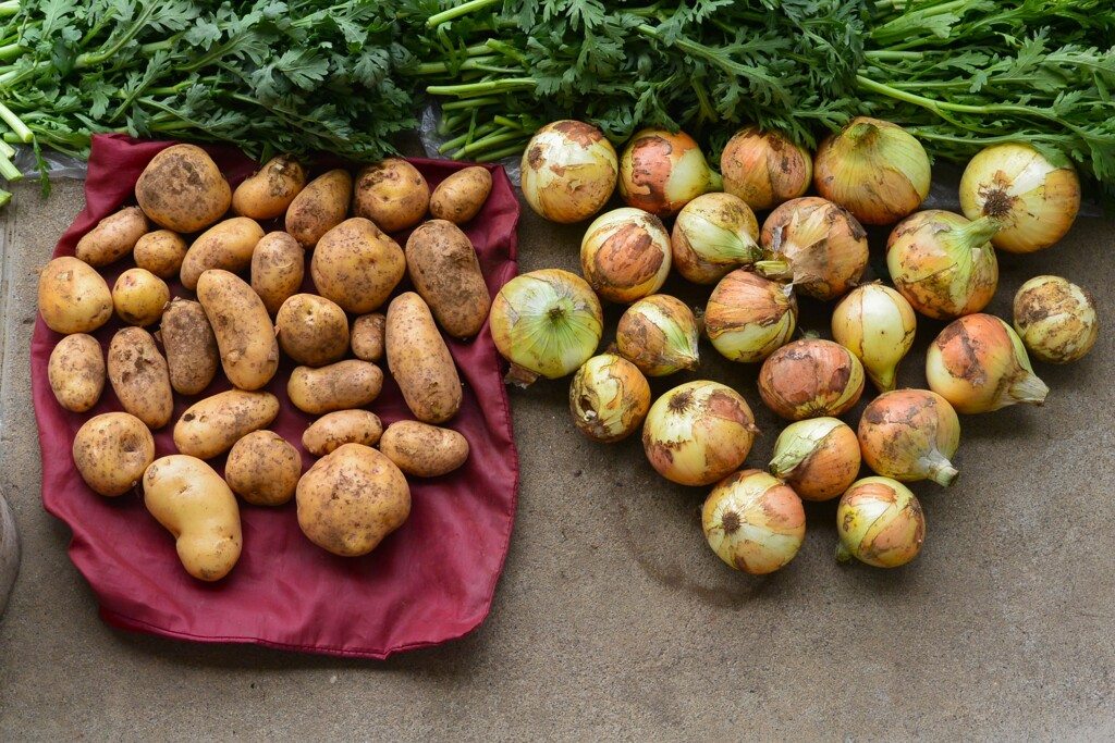 菜園・試し堀ジャガイモ、新玉ねぎ