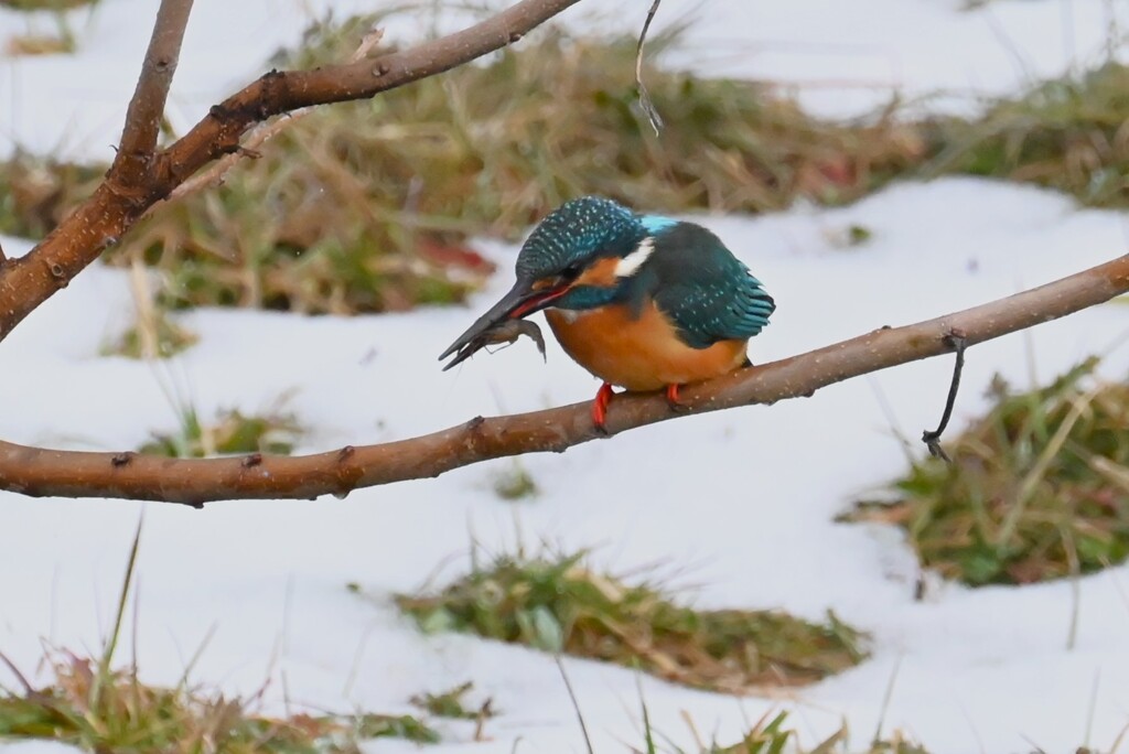 Ｋ川・最上流域のカワセミ♂ 