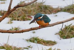 Ｋ川・最上流域のカワセミ♂ 