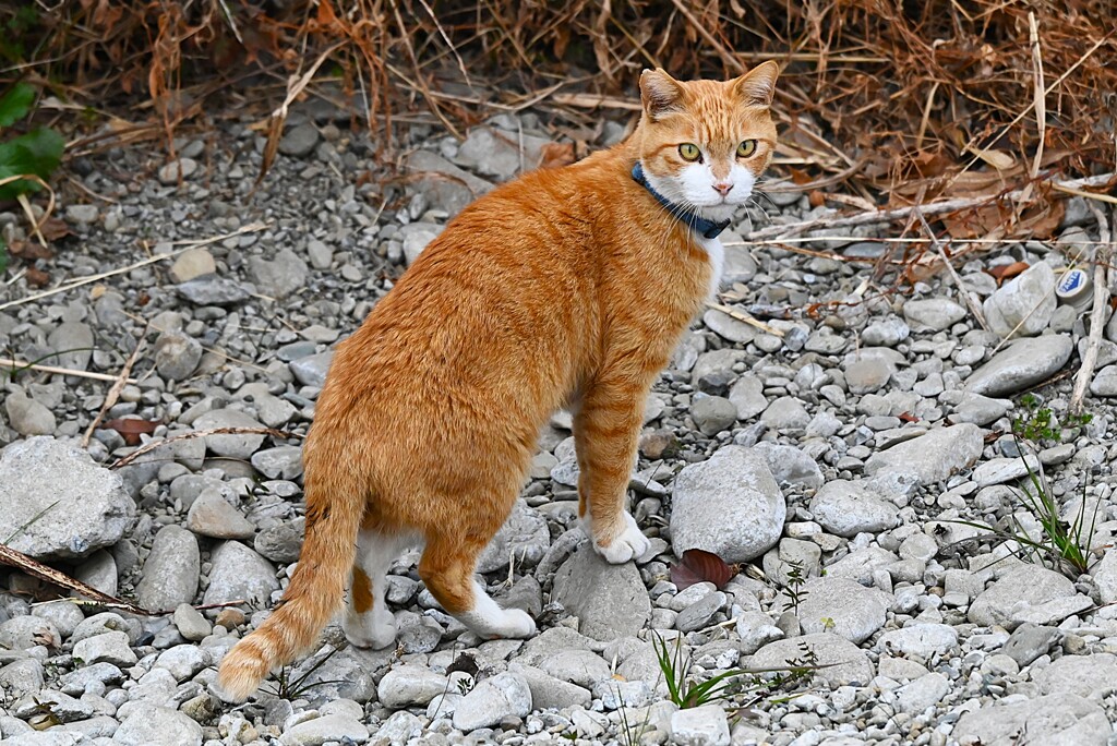 K川下流域・川原を行くニャンコ（首輪付き茶トラ猫）