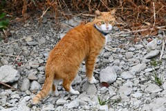K川下流域・川原を行くニャンコ（首輪付き茶トラ猫）