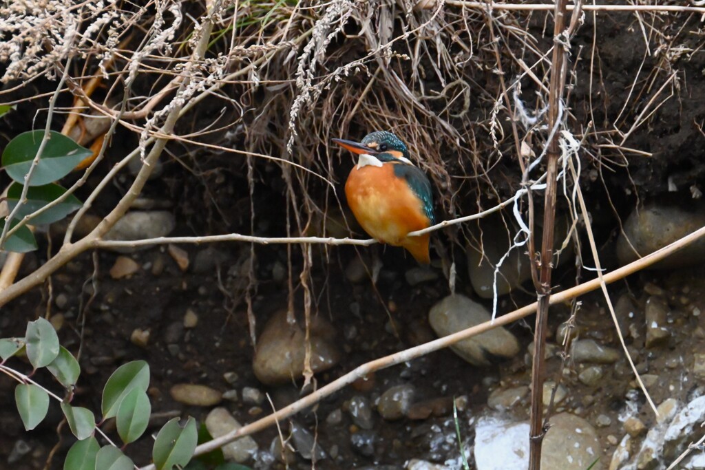 K川・上流のカワセミ♀B