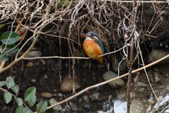 K川・上流のカワセミ♀B