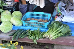 菜園・6月16日収穫