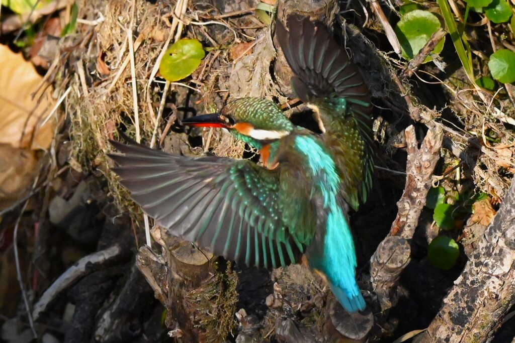 都内S川・カワセミ♀