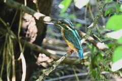 K川・カワセミ♀