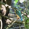K川・カワセミ♀
