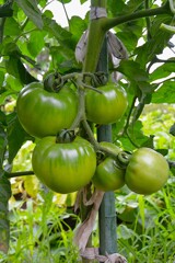 菜園・大玉トマト