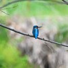 K川・上流のカワセミ♂ 