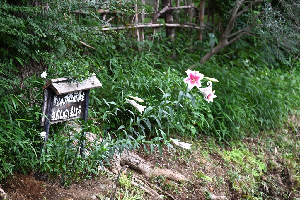 用水路看板のテッポウユリ