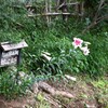 用水路看板のテッポウユリ