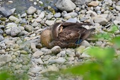 K川下流域・6羽のお母さん（遠くに離れて・・）