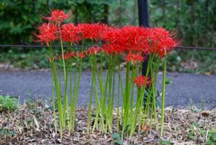 用水路・最盛期の？ヒガンバナ