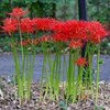 用水路・最盛期の？ヒガンバナ