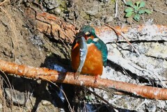 Ｋ川中流域・カワセミ♂若、大物を呑み込めるか・