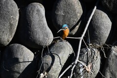 都内S川・カワセミ♂