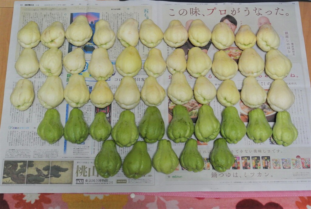 11月8日・ハヤトウリ収穫