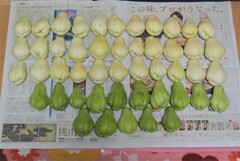 11月8日・ハヤトウリ収穫