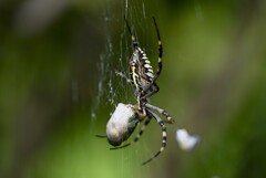K川下流域・大きなコガネムシを食べるナガコガネグモ