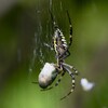 K川下流域・大きなコガネムシを食べるナガコガネグモ