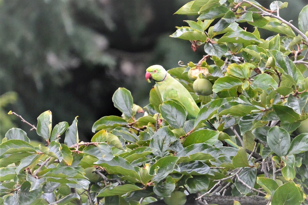 ワカケホンセイインコ(青い柿の実を食べる)