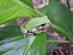 もう東京では絶滅か！