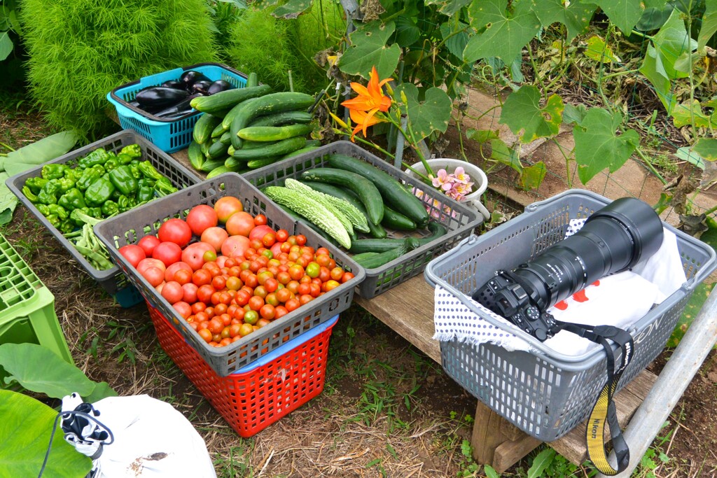 菜園・7月、道具小屋前、収穫風景