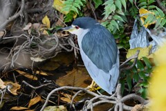 都内公園・ゴイサギ