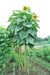 脇芽が出ないタイプのヒマワリ