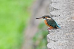 都内S川・カワセミ♀ 